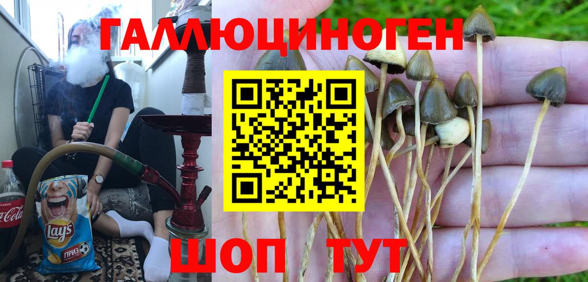 Нефтекумск  Псилоцибиновые грибы мицелий  купить   Вход с VPN 